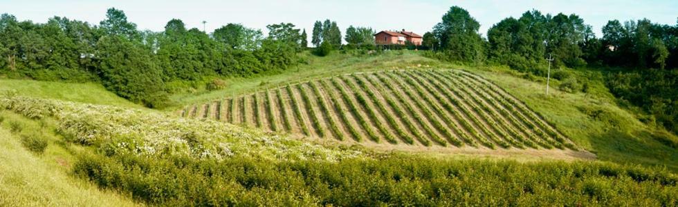Il Pino Bioagricoltura Villa Terranuova Bracciolini Buitenkant foto